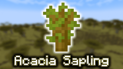 Acacia Sapling – Wiki Guide Thumbnail